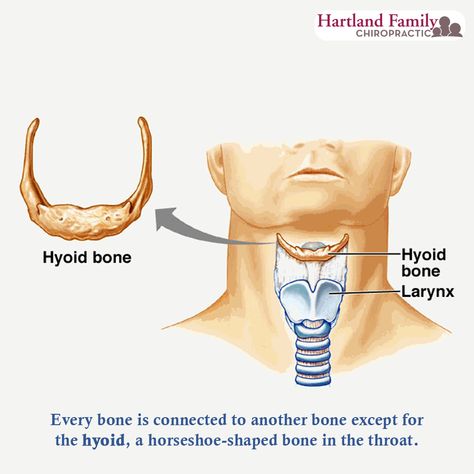 Sleep deprivation is a form of torture. Hyoid Bone, Bone Anatomy, Medical Projects, Medical Examiner, Medical Anatomy, Sleep Deprivation, Chiropractic, Medical Center, Anatomy