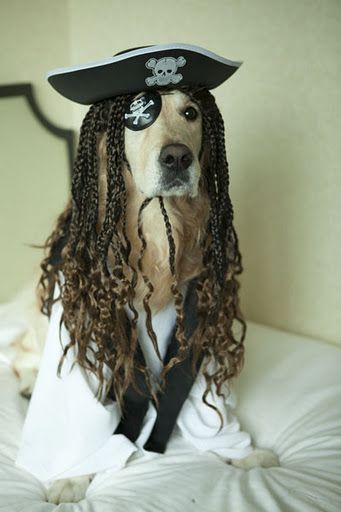 Walk the plank! Golden Retriever Dressed Up, Dog Halloween Costumes Golden Retriever, Dog Costumes Golden Retriever, Pirate Dog, Dog Pirate Costume, Golden Retriever Halloween, Dog Fancy Dress, Golden Labrador, Dog Halloween Costumes