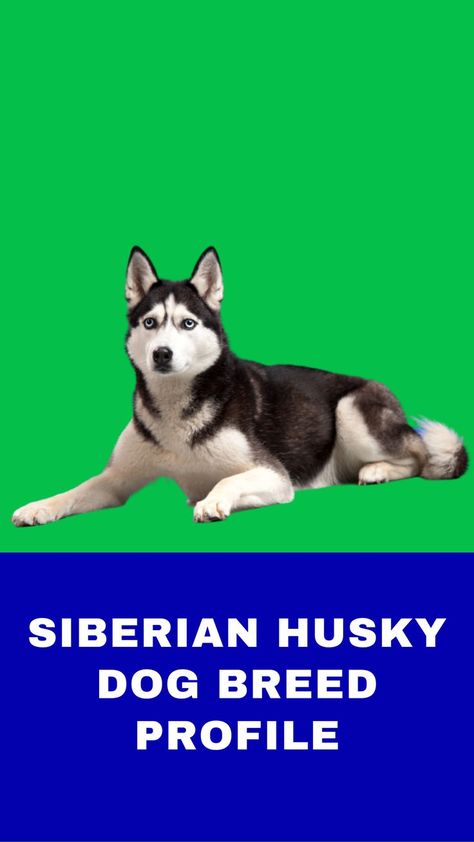 Siberian Husky: Dog Breed Profile Characteristics, History, Care Tips, and Helpful Information for Pet Owners #SiberianHusky #SiberianHuskydog #husky Siberian Husky Dog, Husky Dogs, Siberian Husky, Dog Breed, Pet Owners, Dog Breeds, Husky, Pet, History