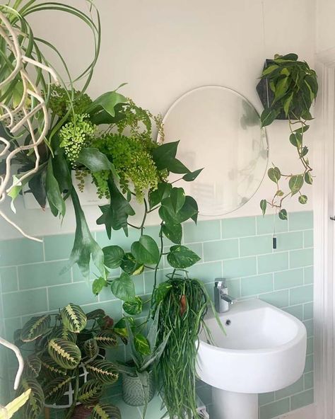 18 Best Hanging Plant Ideas For Bathroom That Will Make It Full Of Life | Decor Home Ideas Hanging Plant Ideas, Plant Bathroom, Bathroom Plants Decor, Green Plant Wall, Best Bathroom Plants, Plant Ladder, Tall Indoor Plants, Plant Room Ideas, Plant Window