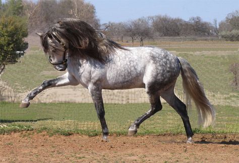 Grey Pure Spanish breed Spanish Animals, Lusitano Stallion, Lusitano Horse, Horse Dressage, Andalusian Horse, Friesian Horse, Most Beautiful Animals, Majestic Horse, All The Pretty Horses