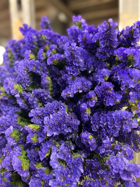 Limonium Statice 'New Happy Wings' Limonium coming from the Greek word “leimōn” meaning meadow. We currently have nearly 150 different types of Limonium available via our webshop. Grower: @blooming.innovations 🌱 🌼 Fresh Flowers & Plants Direct From Holland Daily 🚚 Delivery Through-Out London & Surrey 💐 Web Shop - With Over 4,000 Products 🔎 Login https://shop.flowervision.co.uk/Account/Login Limonium Flower, Greek Words, Cactus Flower, Flowers Plants, Fresh Flowers, Different Types, Holland, Planting Flowers, Cactus