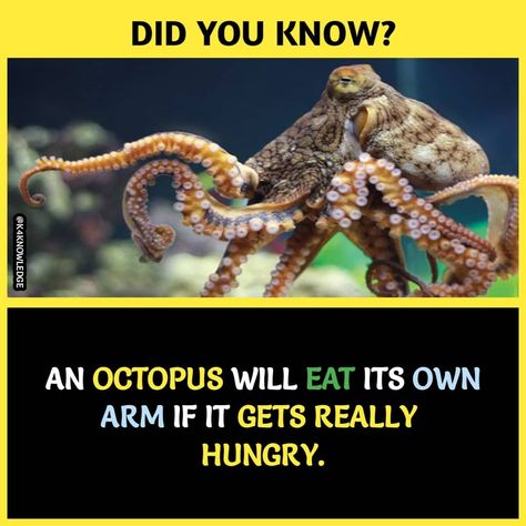 Octopus Facts, Unknown Animals, Wierd Facts, Interesting Science Facts, Unique Facts, True Interesting Facts, Interesting Facts About World, Creepy Facts, Psychology Fun Facts