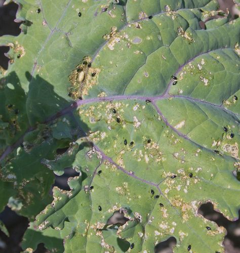 Flea Beetles, Bad Bugs, Organic Gardening Pest Control, Cucumber Plant, Insect Pest, Sustainable Farming, Herb Seeds, Garden Pests, Beetles