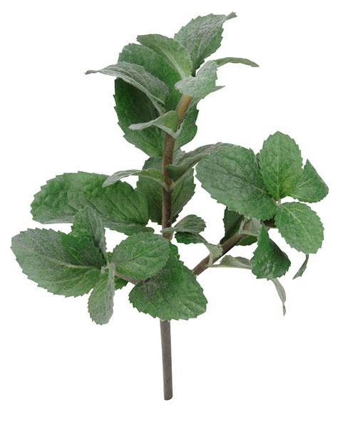 Incredibly realistic fake mint sprig, ideal for adding the finishing touch to your food display. Vegetables Salad, Artificial Food, Mint Sprig, Pretty Drawings, Food Display, Fake Food, Vegetable Salad, Plant Leaves, Wedding Flowers