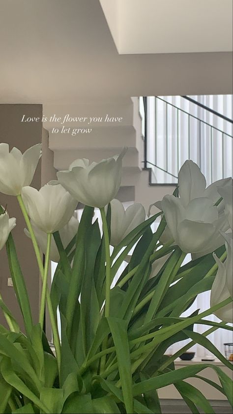 Tulip Instagram Story, Songs For Flowers Insta Story, Instagram Flower Story Ideas, Tulips Instagram Story, Spring Insta Story, Flower Story Instagram, Flowers Story Instagram, Flower Aesthetic Instagram Story, Instagram Story Flowers