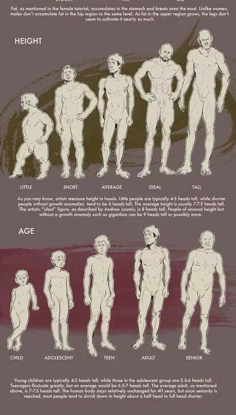 Body Types Tutorial, Male Body Types, Man Anatomy, Anatomy Tutorial, Anatomy Drawing, Poses References, Art Instructions, Anatomy Reference, The Human Body