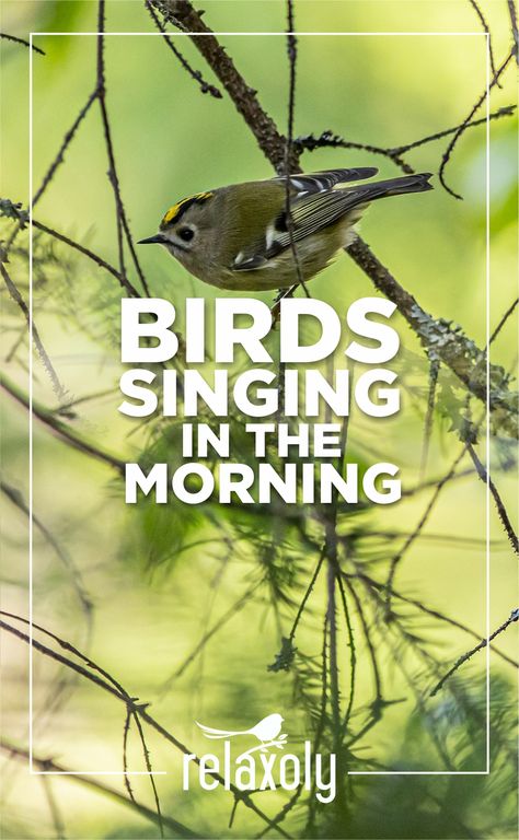 Birds Singing Videos, Morning Sounds, Morning Birds, Music Bird, Birds Voice, Meditation Nature, Bird Sounds, Sound Free, Birds Singing