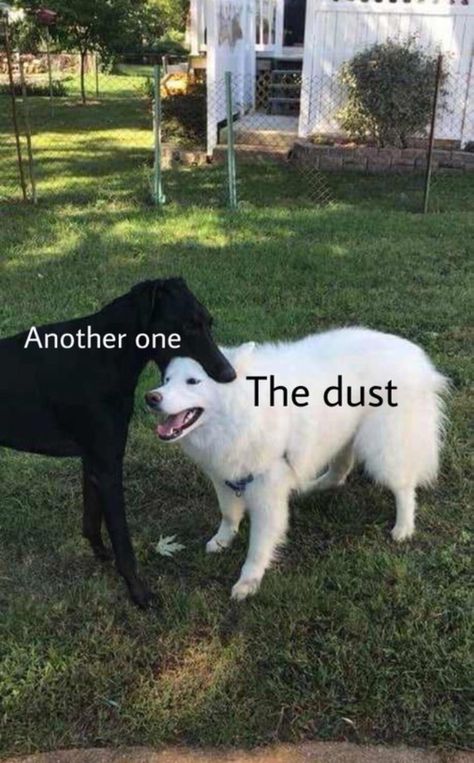 picture of dog captioned "another one" biting second dog captioned "the dust" together make up the lyrics to the Queen song Freddy Mercury, Magnum Opus, Memes Sarcastic, Funny Animal Jokes, Memes Humor, Very Funny Pictures, Some Funny Jokes, Animal Jokes, Really Funny Pictures