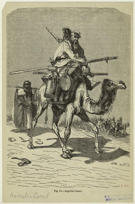 Algerian Camel. TYPE OF RESOURCE still image DATE ISSUED 1870 DIVISION Dahomey Amazons, Barbary Pirates, Arthur Rackham, Historical Artwork, Hans Christian, African History, Wedding Stickers, New York Public Library, Still Image