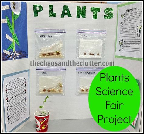 Plants Science Fair Project [ CLICK HERE! ] mathnook.com | #science #learning #games #fun Agriscience Fair Projects Ffa, Plant Science Fair Projects Boards, Agriscience Fair Projects, Science Fair Projects Biology, Plant Science Fair Projects, Science Project Board, Plants Science, Science Fair Experiments, Plant Experiments