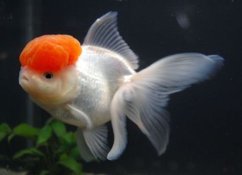 oranda care fish - Google Search Goldfish Tattoo, Oranda Goldfish, Salt Water Fishing, Salt Water Fish, Sea Anemone, Golden Fish, Fish For Sale, Aquarium Ideas, Underwater Creatures