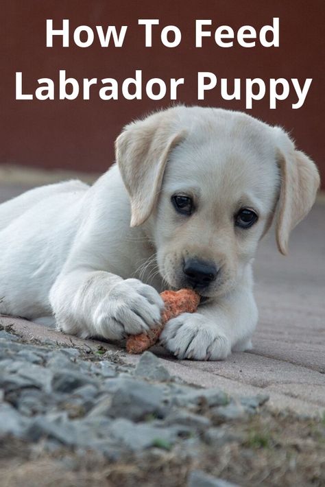 The first thing that comes to our mind after bringing in home a Labrador Puppy is “How to feed a Puppy? This article is a complete guide for understanding how to feed your little one. Lab Training Tips Puppies, Puppy Feeding Guide, Lab Training, Yellow Lab Puppy, English Labrador, Chocolate Labrador Retriever, Puppies Tips, Lab Puppy, Labrador Retriever Puppies