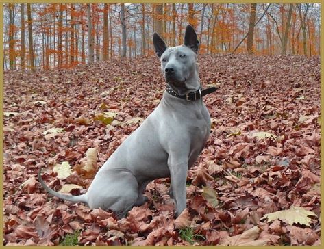 Mexican Hairless Dog, Thai Ridgeback, Ridgeback Dog, Rare Dogs, Rare Dog Breeds, Hairless Dog, Staffordshire Bull Terrier, American Bully, Cane Corso