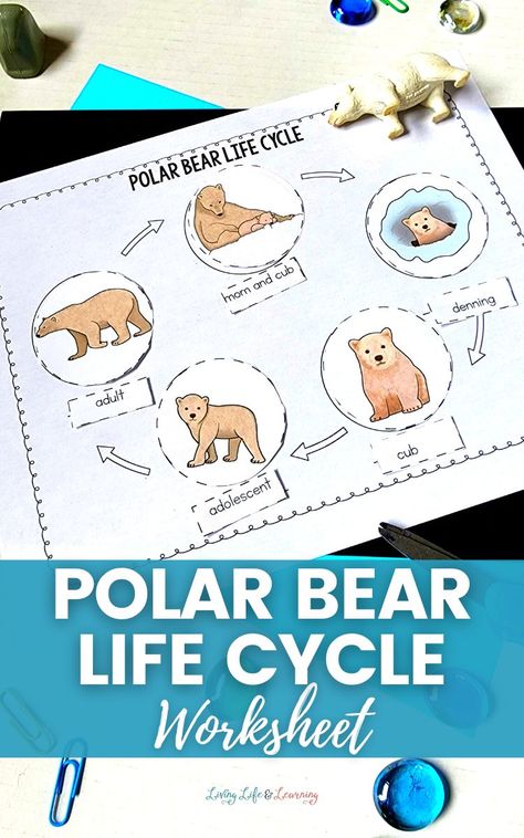 Polar Bear Worksheets Preschool, Polar Bear Activities For Preschool, Polar Bear Life Cycle, Polar Bears Kindergarten, Polar Bears Preschool, Polar Bear Unit, Life Cycle Worksheet, Life Cycles Kindergarten, Polar Bears Activities