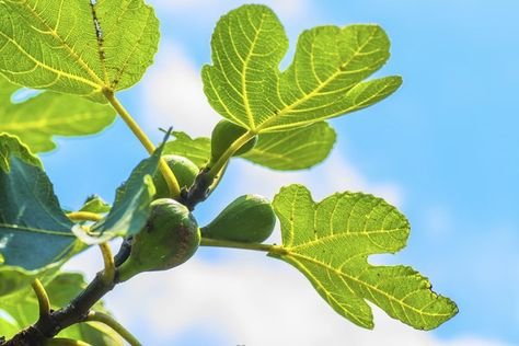 Nutrition Benefits of Fig Leaves Fig Leaf Tea, Spinach Nutrition Facts, Milk Nutrition, Fig Recipes, Quest Nutrition, Dried Figs, Fig Leaves, Healthy Routine, Health Skin Care