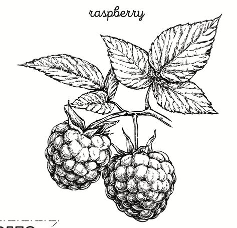 Raspberry Plant Drawing, Blackberry Illustration Vintage, Raspberry Botanical Illustration, Botanical Tattoo Design Drawings, How To Draw Raspberries, Raspberry Stamp Tattoo, Raspberry Tattoo Design, Wild Raspberry Tattoo, Raspberry Plant Tattoo