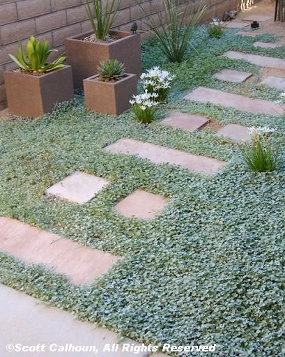 Silver ponyfoot ‘Silver Falls’ (Dichondra argentea), accented with white rain lilies, makes a striking groundcover. Design by Scott Calhoun. Dichondra Repens, Silver Falls Dichondra, Ground Cover Seeds, Stone Garden Paths, Sloped Garden, Ground Cover Plants, Leaf Flower, Landscaping With Rocks, Ground Cover