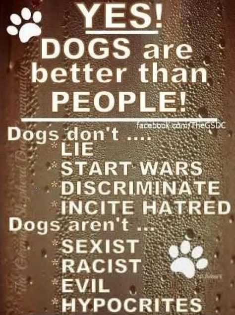 Dogs are better than humans | The not so simple (love) life of a disabled Mum. Dogs Are Better Than People, Dachshund Funny, Dog Rules, Dog Signs, People Quotes, Animal Quotes, Dog Quotes, German Shepherd Dogs, Border Collie