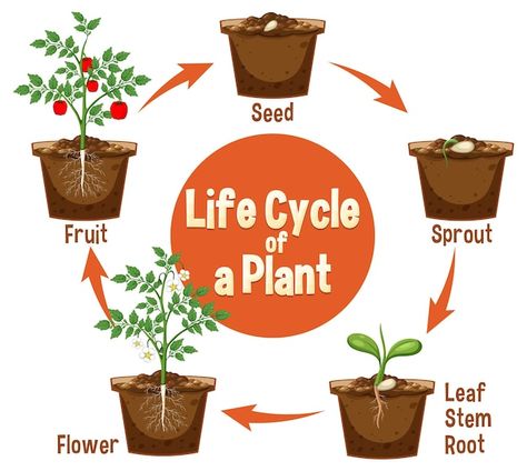 Life cycle of a plant diagram | Premium Vector #Freepik #vector #plant-roots #science-cartoon #roots #seed Perspective Building Drawing, Plant Cycle, Plant Diagram, Perspective Building, Diagram Illustration, Plant Cartoon, Bike Illustration, Building Drawing, Plant Background