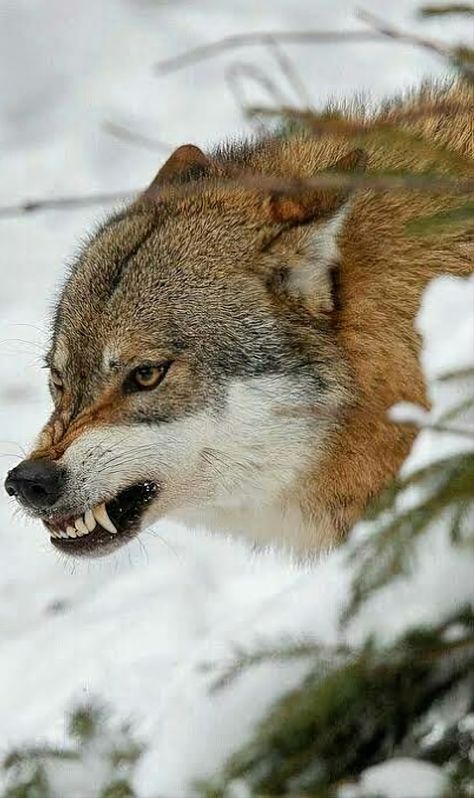 Wolf Side View, Wolf Growling, Snarling Wolf, Aggressive Animals, Angry Wolf, Angry Animals, Wolf Eyes, Angry Dog, Wolf Photography