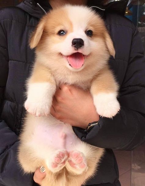 Cute Fluffy Dogs, Cute Corgi Puppy, Cute Dogs Images, Welsh Corgi Puppies, Super Cute Puppies, 강아지 그림, Cute Animals Puppies, Very Cute Dogs, Really Cute Dogs