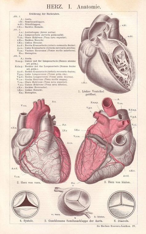 متحف فني, Phone Decorations, Heart Valves, Heart Anatomy, Medical Wallpaper, Medicine Student, Human Anatomy Drawing, Human Anatomy Art, Medical Anatomy