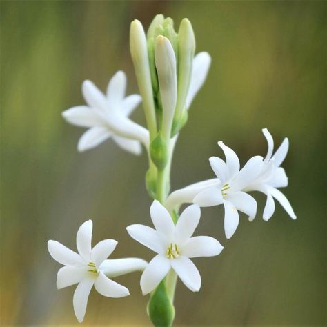 Tuberose Flower, Perfume Ingredients, Spring Plants, Decorative Pots, Fragrant Flowers, Sweet Scents, Single Flower, Unique Flowers, Bad Weather