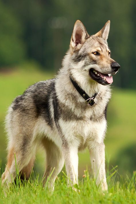 Wolf Dog Breeds, Wolf Hybrid Dogs, Tamaskan Dog, Wolf Dog Puppy, Wolfdog Hybrid, Czechoslovakian Wolfdog, Rare Dog Breeds, Wolf Hybrid, Dog Joints