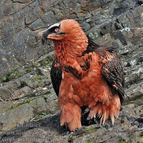 Noxus League Of Legends, Real Dragon, Bearded Vulture, Dragon Bird, Prey Animals, Animals Tattoo, Tattoo Nature, Bird Of Prey, Bird Wallpaper