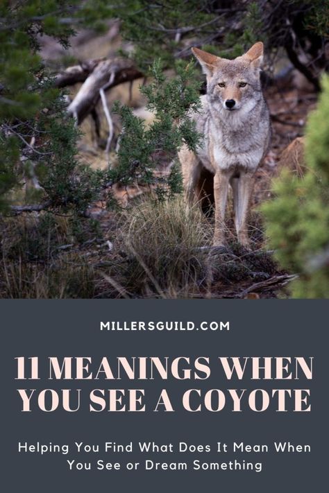 Coyote Symbolism, Animals Symbolism, Coyote Therian, Coyote Pup, Coyote Animal, Wise Animals, Spirit Animal Meaning, Whitetail Deer Hunting, Animal Meanings