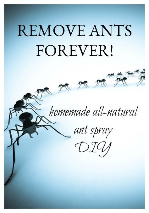 Ant Spray Diy Homemade, Diy Ant Spray, Home Remedies For Ants, Ant Killer Recipe, Homemade Ant Killer, Ants Go Marching, Ant Spray, Ant Repellent, Ant Infestation