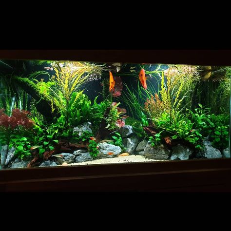 Community Fish Tank, Discus Tank, Discus Aquarium, Amazing Aquariums, Fish Tank Design, Aquascape Design, Tropical Fish Aquarium, Tropical Fish Tanks, Community Tanks