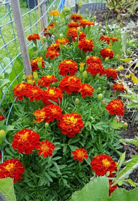 Victorian Flower Language, Red Marigold, Flowers Marigold, Pretty Flowers Photography, Make A Bouquet, Food Forest Garden, Flower Language, Good Morning Beautiful Flowers, Flower Garden Design