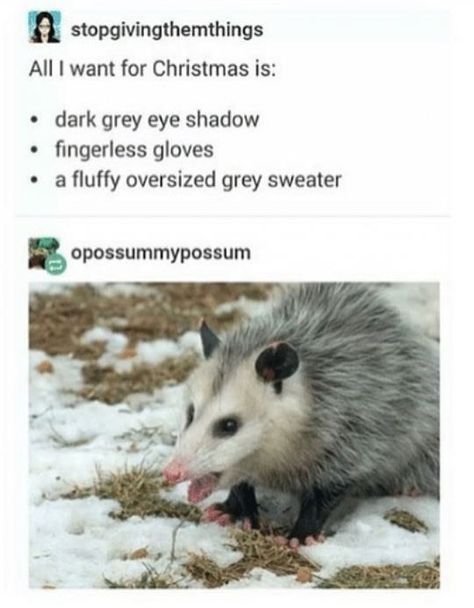 Are possums cute? Yay or nay? #Memes #Possum #Animals #Marsupial #Opossum Possum Memes, Awesome Possum, Monday Memes, Love Day, Baby Memes, Boyfriend Memes, Fluffy Dogs, Birthday Meme, Funny Tumblr Posts