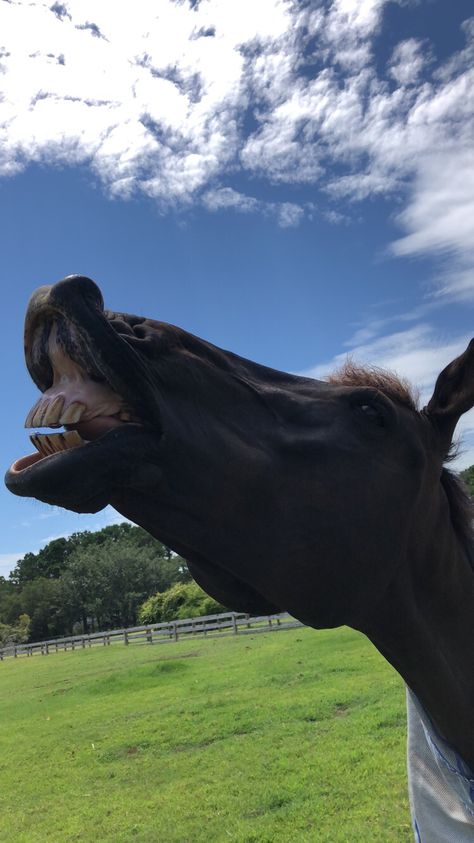 Horses Smiling, Smiling Horse, Horse Smiling, Animal Aesthetic, Cute Ponies, Horse Aesthetic, Best Friends Shoot, Funny Horse, Horse Jumping