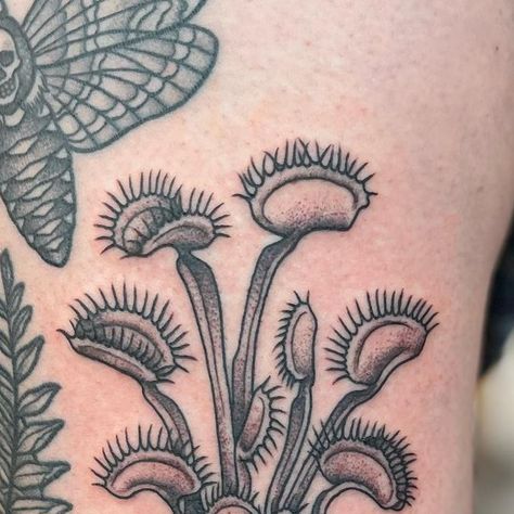 Emi Collison on Instagram: "Added this fun Venus fly trap to Haleigh’s leg sleeve, parked next to a couple of healed pieces!  Thanks as always for coming in homie!" Venus Fly Trap Traditional Tattoo, Flytrap Tattoo, Venus Flytrap Tattoo, Venus Fly Trap Tattoo, Fly Trap, Venus Fly Trap, Leg Sleeve, Leg Sleeves, American Traditional