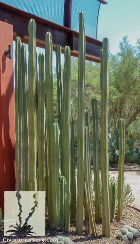 Mexican Fence Post — This fast-growing cactus makes a strong, vertical statement wherever it resides and is often a focal point of the landscape. Its long, low-branching canes… Arizona Fence Ideas, Mexican Fence Post Cactus, Fence Post Cactus, Mexican Fence Post, Tall Cactus Plants, Cactus Garden Design, Growing Cactus, Tall Cactus, Arizona Backyard