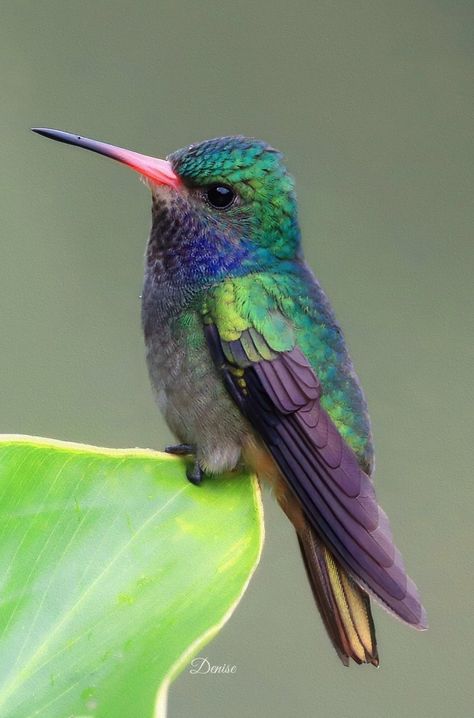 Hummingbird Reference Photos, Humming Bird Pictures Beautiful, Pretty Bird Aesthetic, Hummingbird Photos Wildlife Photography, Hummingbird Photography Amazing Photos, Humming Bird Photography, Hummingbirds Painting, Hummingbird Art Drawing, Hummingbird Photography