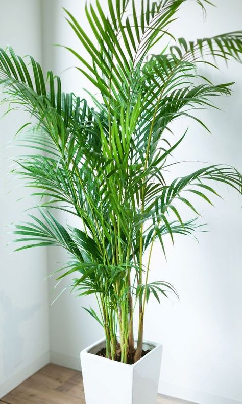 Pot For Plants Indoor, Indoor Palm Trees Living Room, Indoor Flowers Plants, Decor Plants Indoor, Palm Tree Plants Indoor, Areca Palm Indoor Living Rooms, Kentia Palm Indoors, House Trees Indoor, Large Potted Plants Indoor