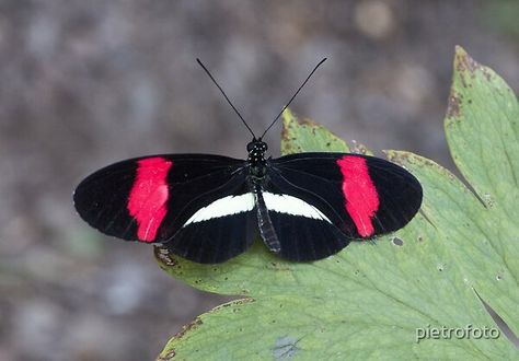 Red postman butterfly - Heliconius erato Postman Butterfly, Shoulder Tattoo, Moth, Top Artists, Art Inspiration, Red, Animals, Art, Shoulder Tattoos