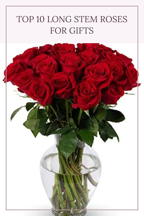 Discover the elegance of long stem roses, perfect for any special moment, celebration, or gift-giving occasion. Our carefully selected top 10 varieties offer stunning blooms with lasting beauty. Long stem roses enhance any flower arrangement and make memorable surprises for birthdays, anniversaries, or romantic gestures. With options like the 24 Stem Red Roses Bouquet available for prime delivery, choosing flowers has never been easier! Celebrate love and thoughtfulness with these luxurious roses that create lasting memories. Red Roses Bouquet, Long Stem Roses, Hot Pink Roses, Bridal Shower Centerpieces, Open Flower, Red Rose Bouquet, Garden Wedding Decorations, Fresh Flower Delivery, Roses Bouquet