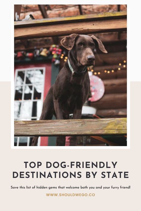 Dog-Approved Vacations!From the Midwest to the East Coast, these top pet-friendly destinations are perfect for making memories with your pup. Dog Friendly Travel, Vacation With Dog Ideas, Dog Friendly California Road Trip, Dog Friendly West Coast Road Trip, Dog Friendly Adventures, Dog Friendly Vacation East Coast, Road Trip With Dog, Custom Dog Bowls, Trail Dog