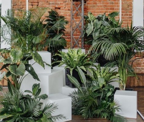 Hall decorations ideas Tropical Plant Wedding Decor, Hall Decorations Ideas, House Plant Wedding Decor, Tropical Luxe, Hall Decorations, Wedding Plants, Nightclub Design, Event Stage, Indoor Event