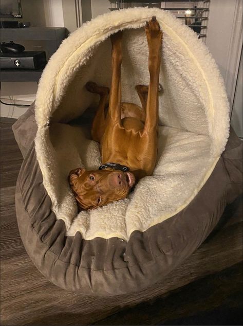 Dog Bed Area, Dog Bed For People, Cozy Cave Dog Bed, Cave Dog Bed, Cute Dog Beds, Hungarian Vizsla, Vizsla Dogs, Cozy Dog Bed, Cozy Dog