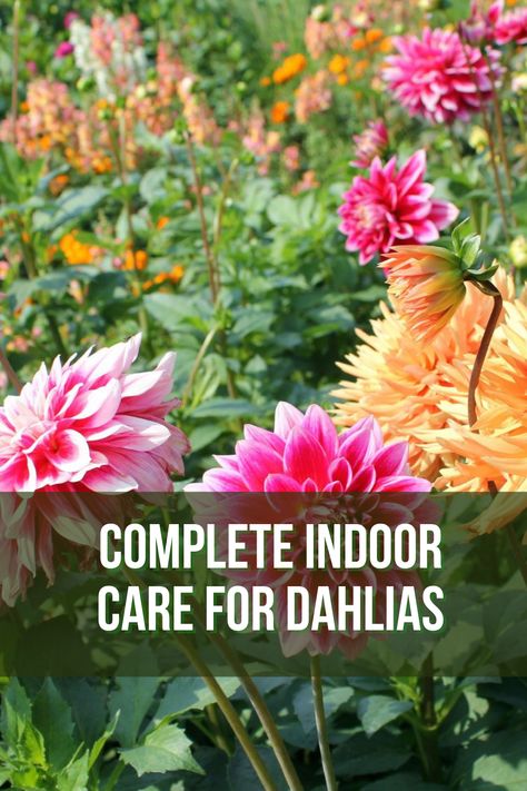 Growing Flowers Indoors, Interior Gardens, Growing Cut Flowers, Dahlias Garden, Growing Dahlias, Flower Business, Garden Yard Ideas, Indoor Gardening, Dahlia Flower