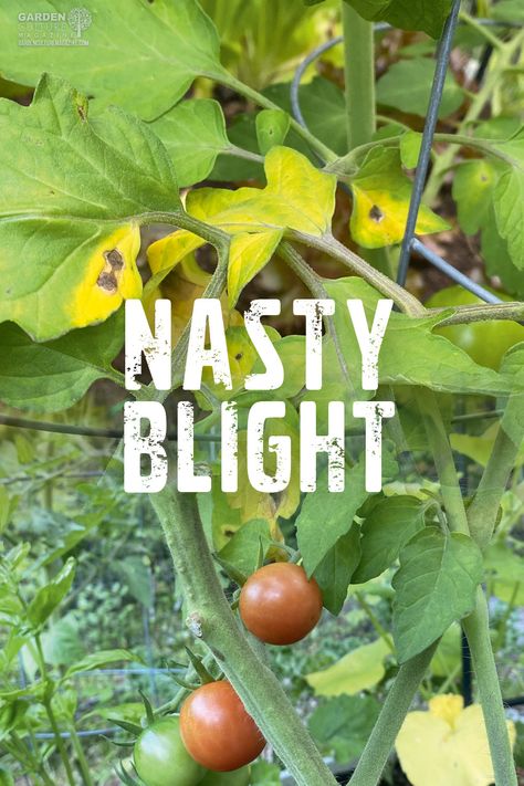 Tomato Blight, Nightshade Plant, Diy Bug Repellent, Pest Spray, Hobby Farming, Planting Pumpkins, The Uninvited, Gardens Flowers, Growing Veggies