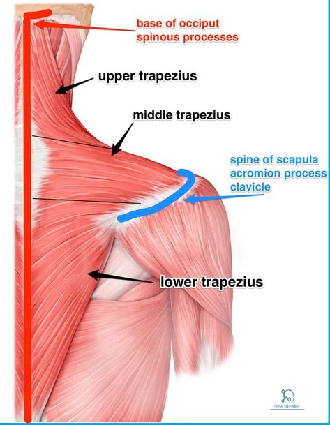 Trapezius Muscle: The trapezius is a broad, flat and triangular muscle. Trapezius a large muscle consisting of three parts covering upper Trapizeus Muscle, Trapezius Muscle Pain, Neck Muscle Anatomy, Trapezius Muscle, Traps Muscle, Muscular System Anatomy, Muscle Diagram, Human Muscle Anatomy, Muscles Of The Neck