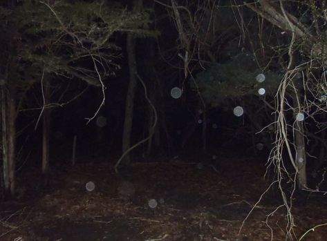 #orbs #ghostorbs #nature #weirdcore Orb Aesthetic, Ghost Orbs, Animal Gifs, Funny Animal Videos, Funny Animals, Ghost, Celestial Bodies