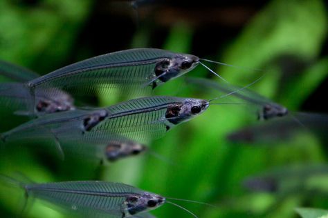 Glass Catfish, Fish Guppy, Aquarium Catfish, Transparent Fish, Dog Barrier, Fish Keeping, Betta Aquarium, Tropical Freshwater Fish, Marine Creatures